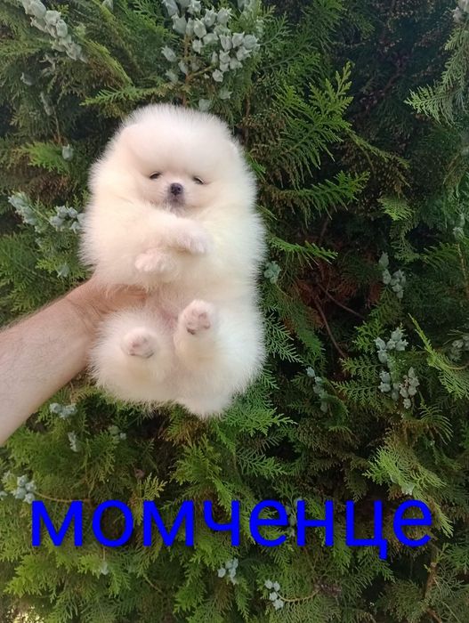 Бели мини Померани!