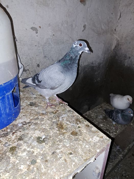 Porumbei Voiajori oferta