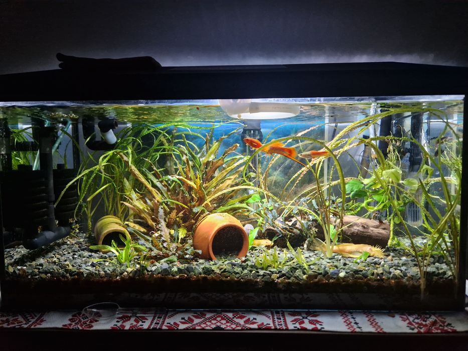 Acvariu 60 litri complet functional