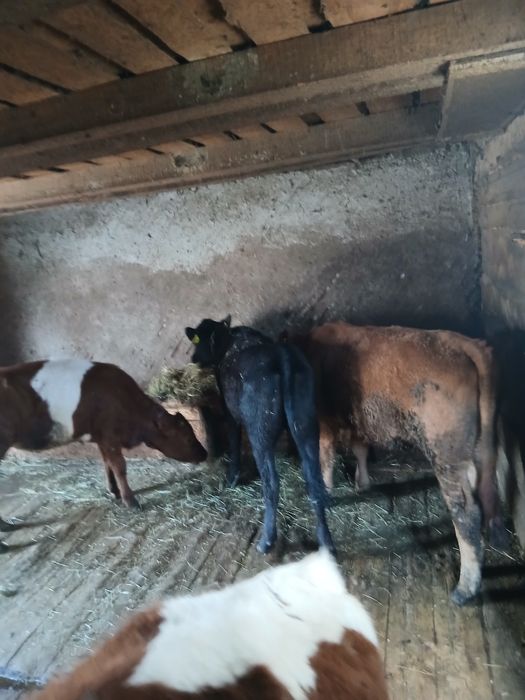 Vand 4 juninci si un taureac