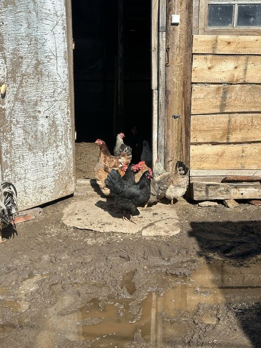 Куры домашние молодые