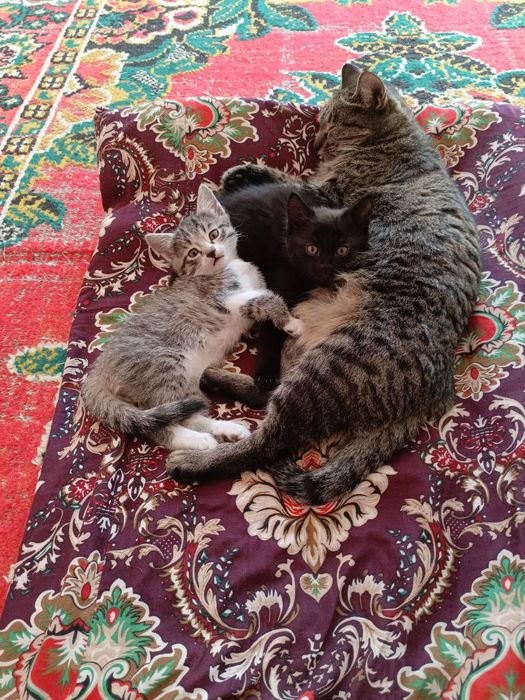 Mushukchalar hadyaga beriladi