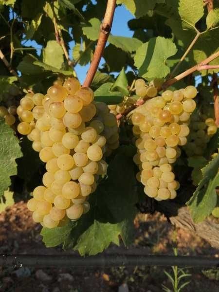 Продавам грозде Червен Мискет, Мерло, Шардоне
