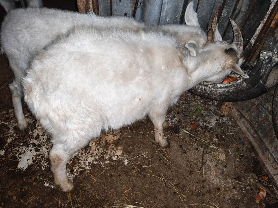 Лак ешкилер бар калада