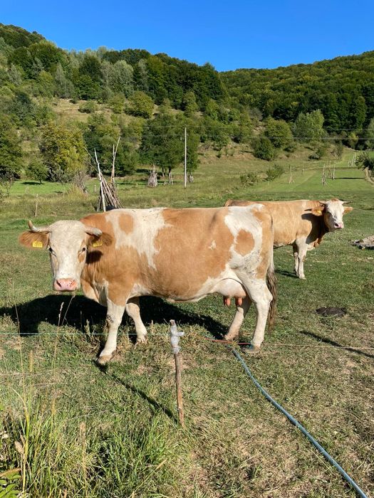 De vânzare vacă și junincă Bălțate