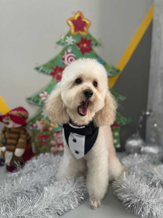 Груминг салон Домашний любимец