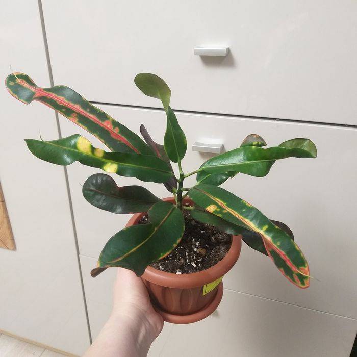 Кротон Мамми. Кодиеум