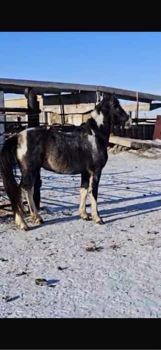 Айғыр сатамын 3 жасар