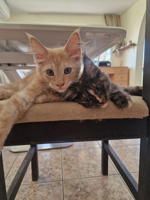Котенце Мейн Куун