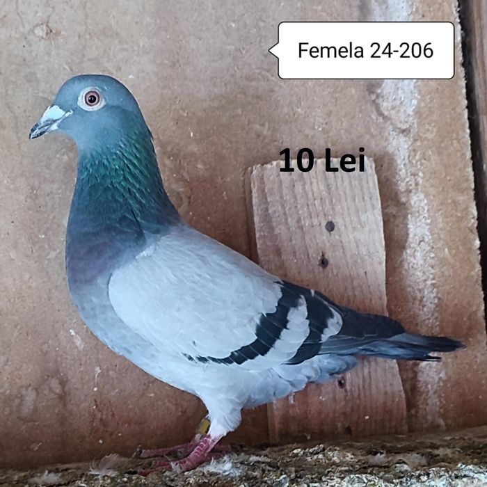 Porumbei voiajori de vanzare