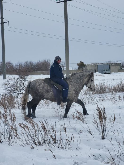 Продаем айғыра..