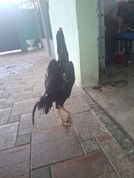 Дакан қораз сатылады