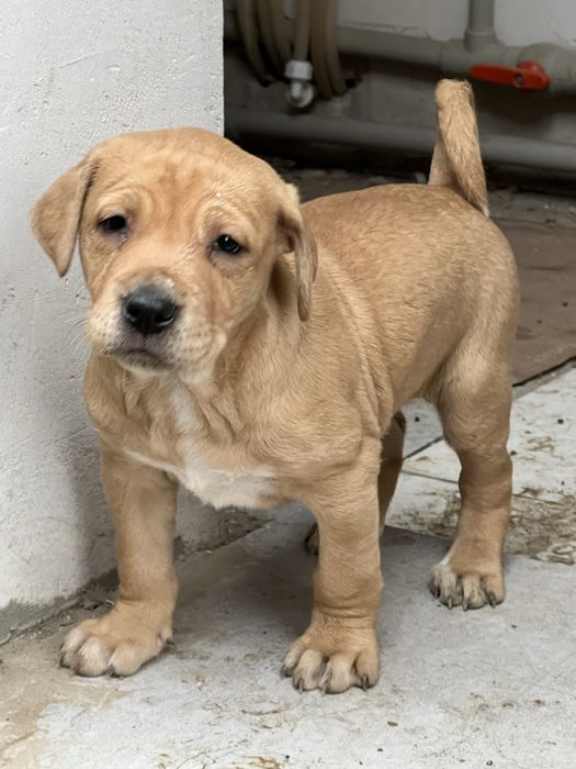 Пит-Бультерьер 4 месяца