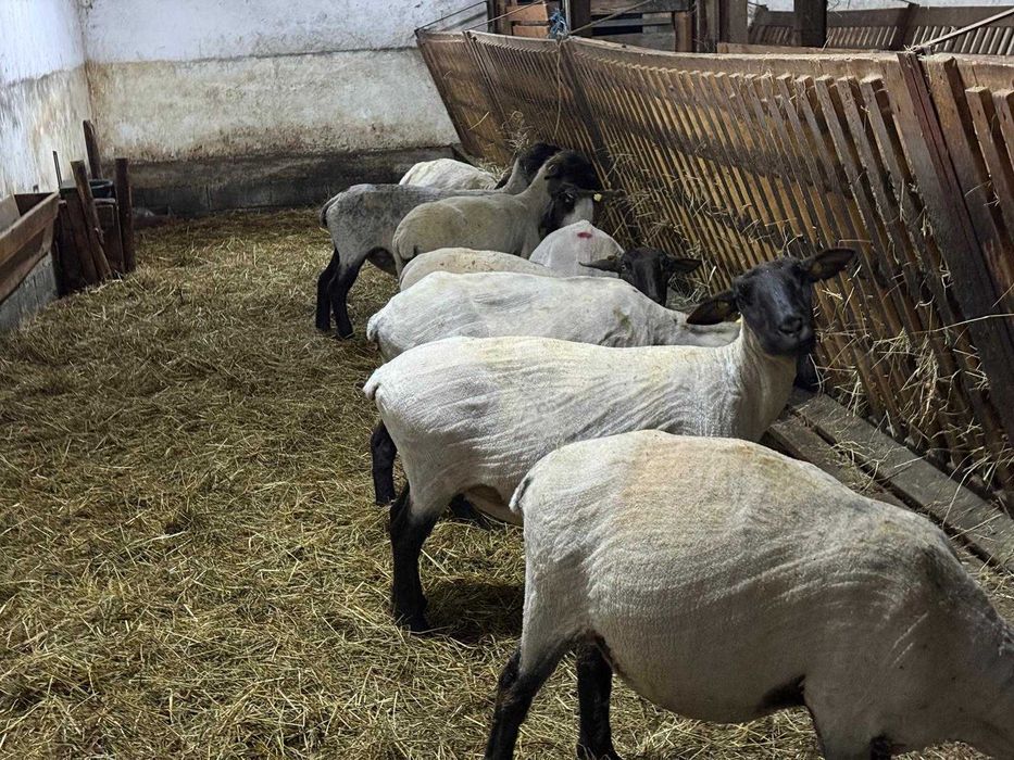 Oi Suffolk cu pedigree