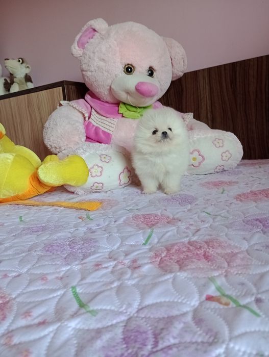 Бял мини Померан. Миниатюрен