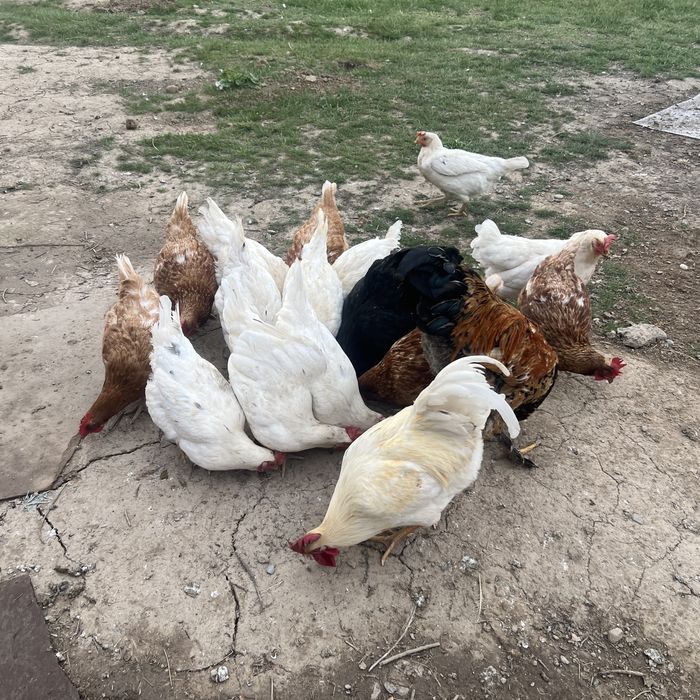 Тауықтар (Куры) сатылады