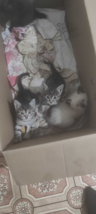 Отдам котят мальчиков