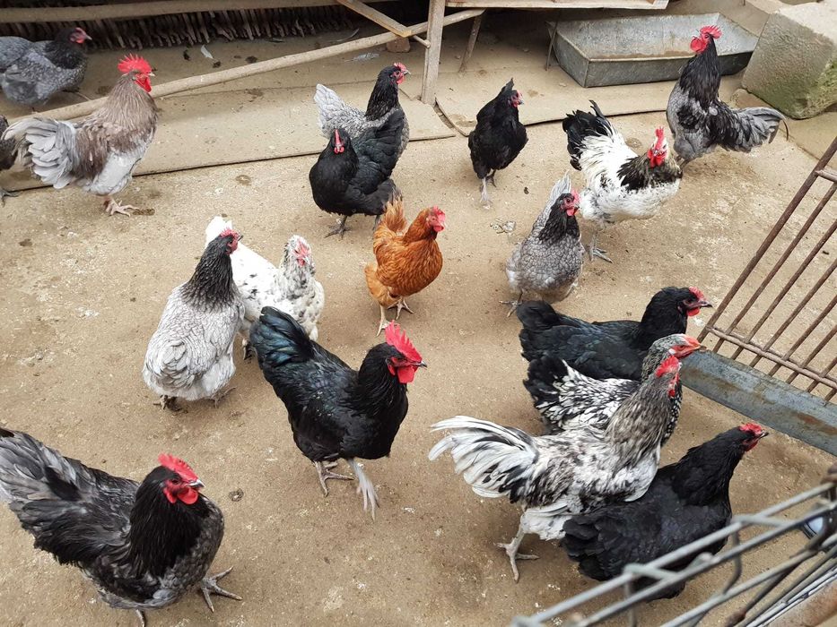 Vand cocosi Australorp/ Schimb cocos cu puicuta