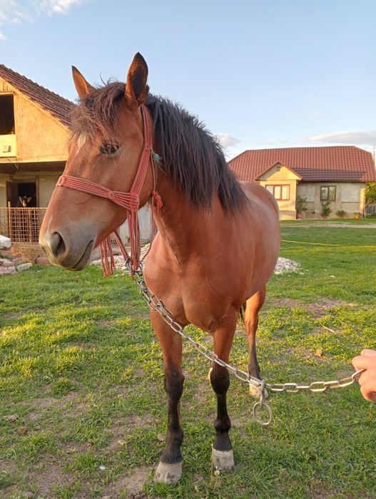 Vând mânză de 3 ani