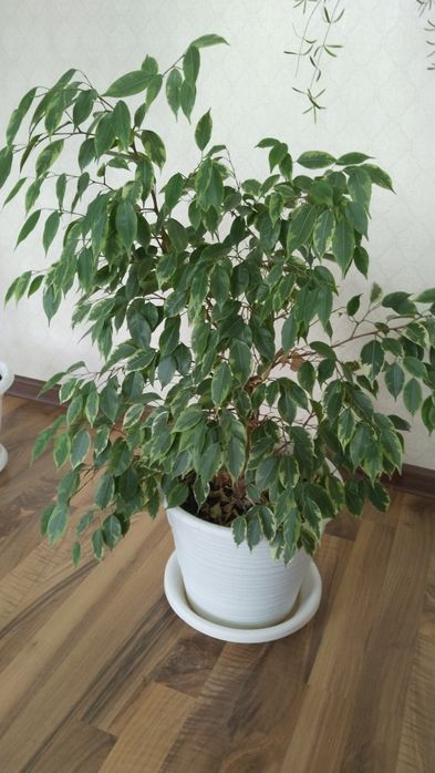 Продам комнатные цветы