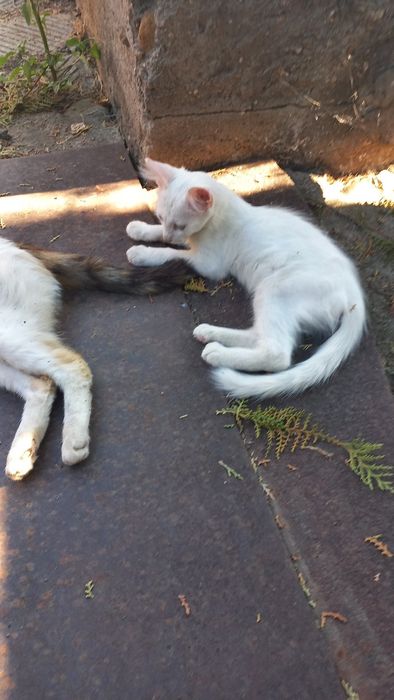 Подарявам котета