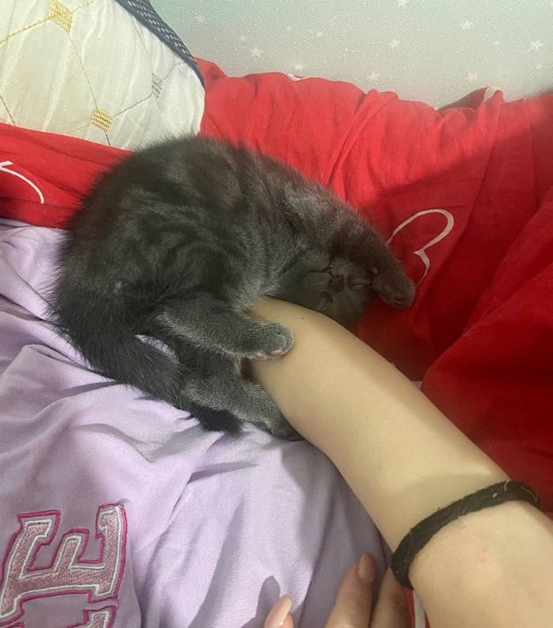 Продаётся котенок девочка