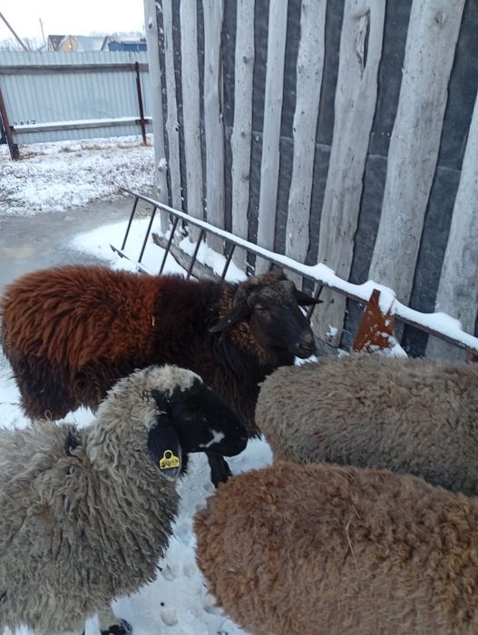 Продам курдючного барана производителя