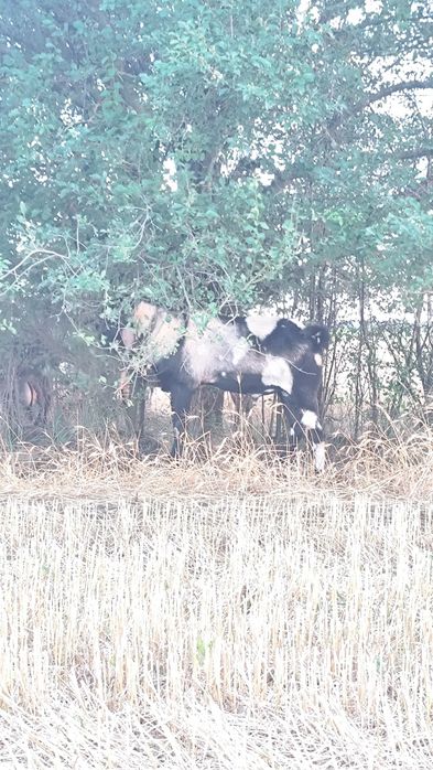 Țap Anglo-Nubian cu pedigree varsta 2+ ani