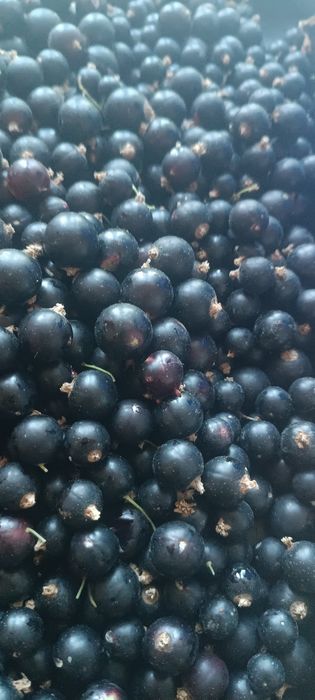 Продукты питания
