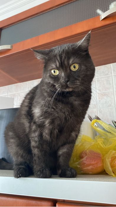 Кошка в добрые руки