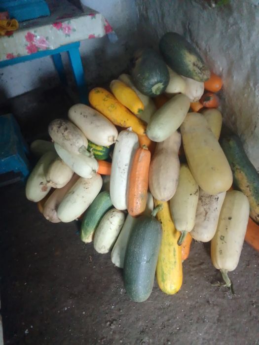 продам кабачки урожай 26года