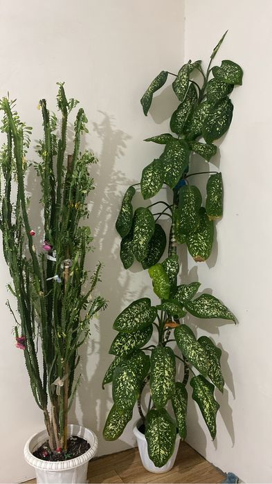 Малочай, фикус 3 түп, диффенбахия