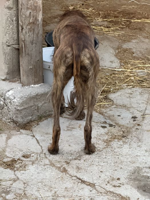 Тазы 1,5 жасар рабочи !!!