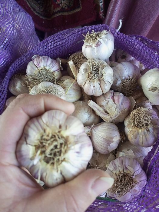 Продам средний чеснок