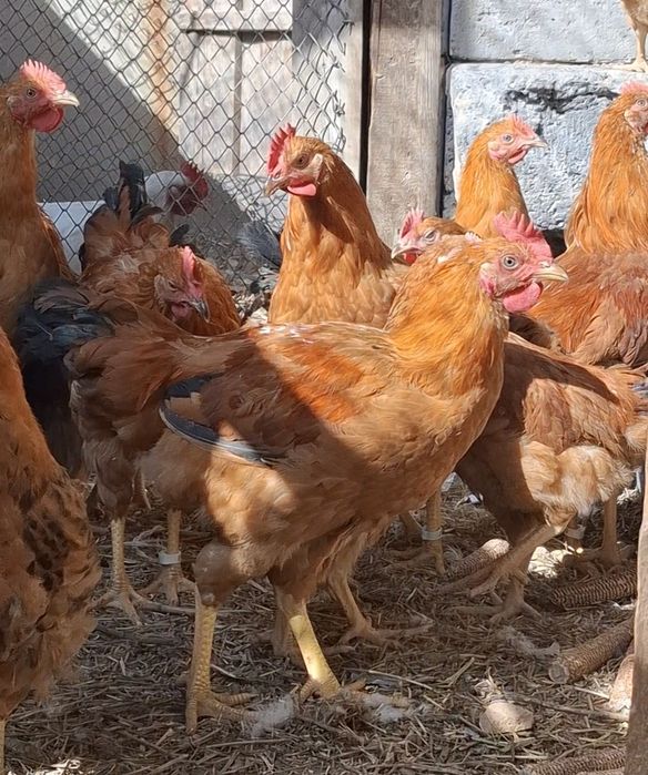 Цыплята Кучинская Юбилейная