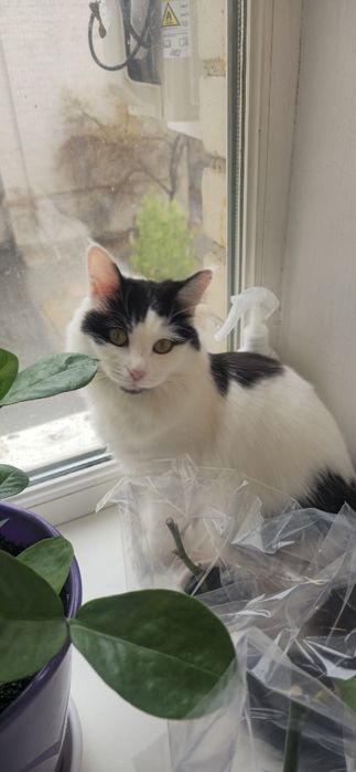 Отдам в добрые руки