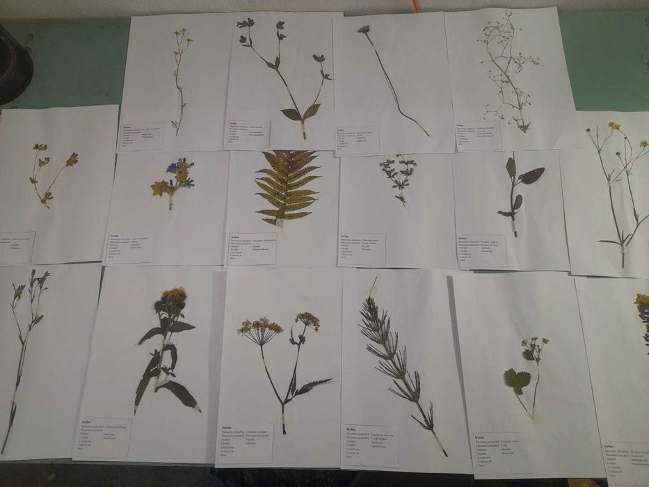 Ierbare Profesionale / La comandă /Calitate superioară/ Școală/Faculta