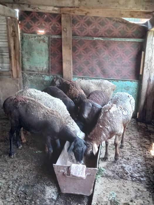 Продам Баран ...