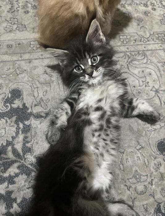 Продам котят мейн куна