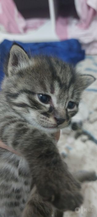 Котята бесплатно