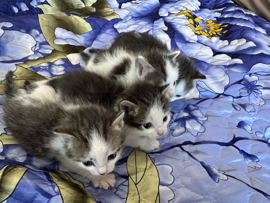 Отдам даром котят