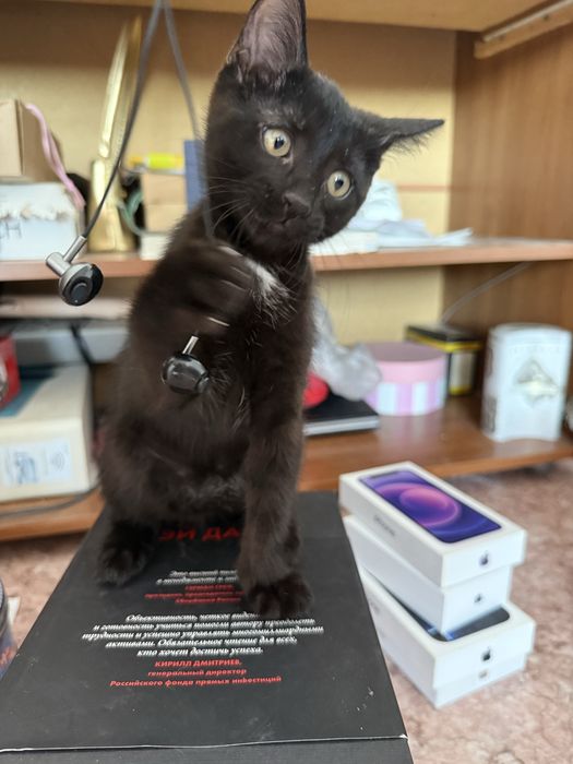 Отдам котята 2,5 мес мальчики Актау