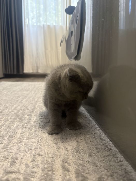 Pisicuta Scottish Fold.