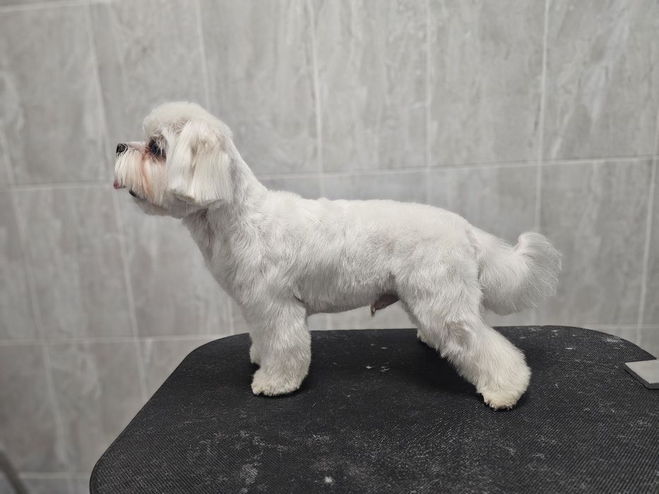 Стрижка собак и кошек.