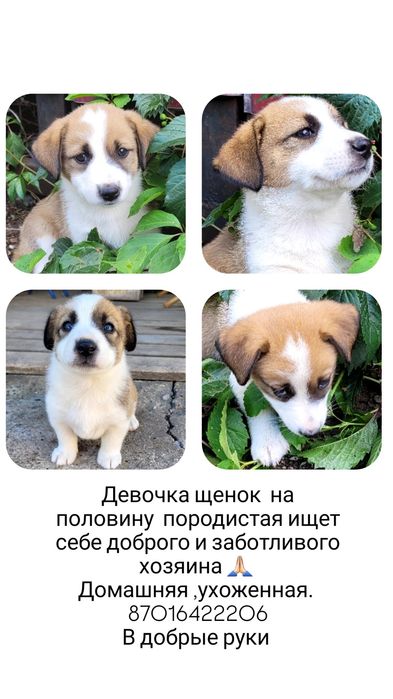 Отдам в добрые руки щенков