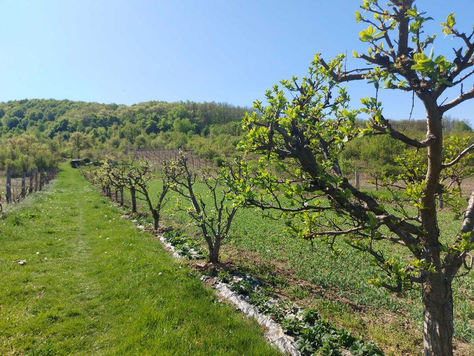 Teren 5,70 ha intravilan+extravilan,  Vladimir-Andreesti , Jud.Gorj