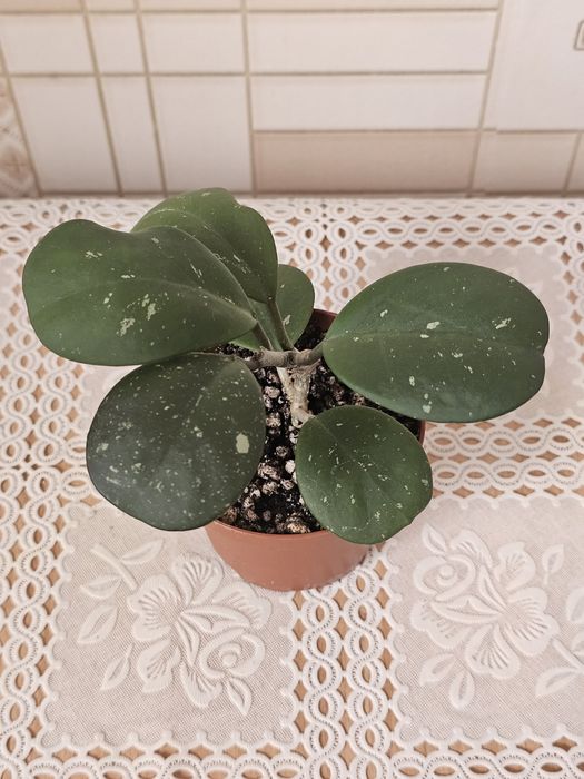 Филодендрон и хойи в наличие