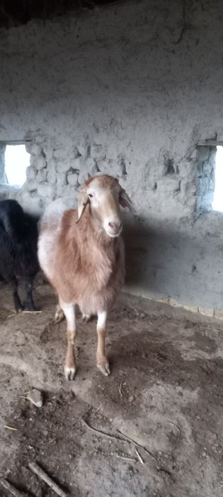 Арашан кучкор сотилади