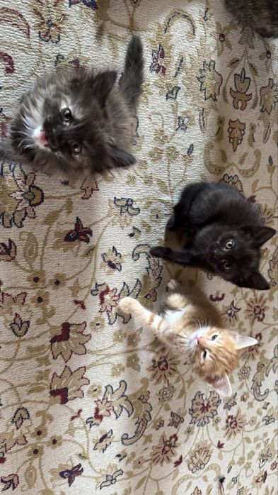 Котята в добрые руки!!!