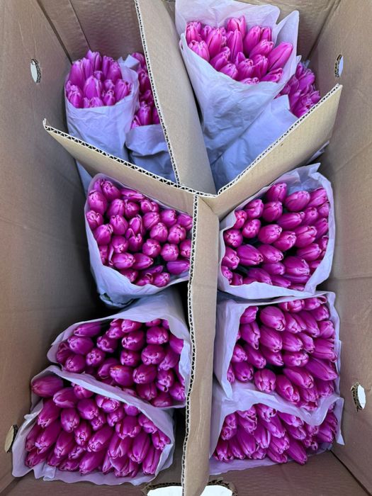ШОК ЦЕНА ! Премиальные большие тюльпаны оптом